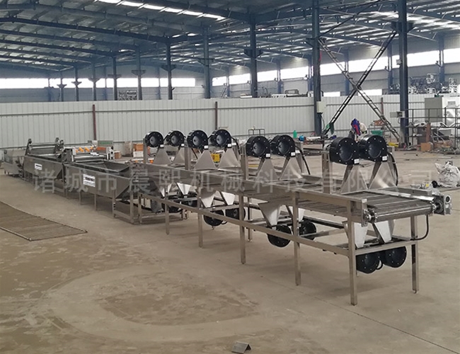 全自動(dòng)苦菜清洗機(jī)效果